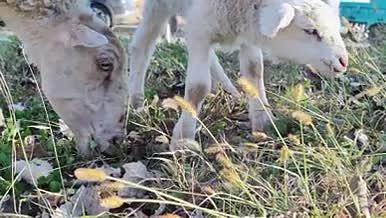母羊带小羊吃草素材视频的预览图